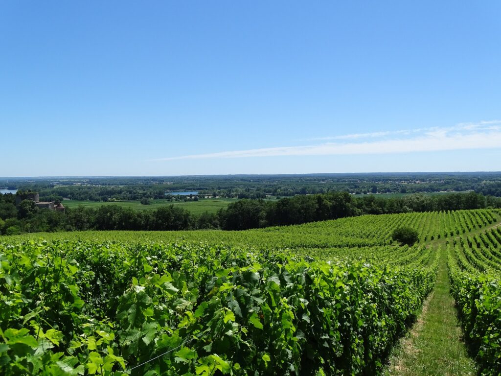 mieux comprendre les vins français