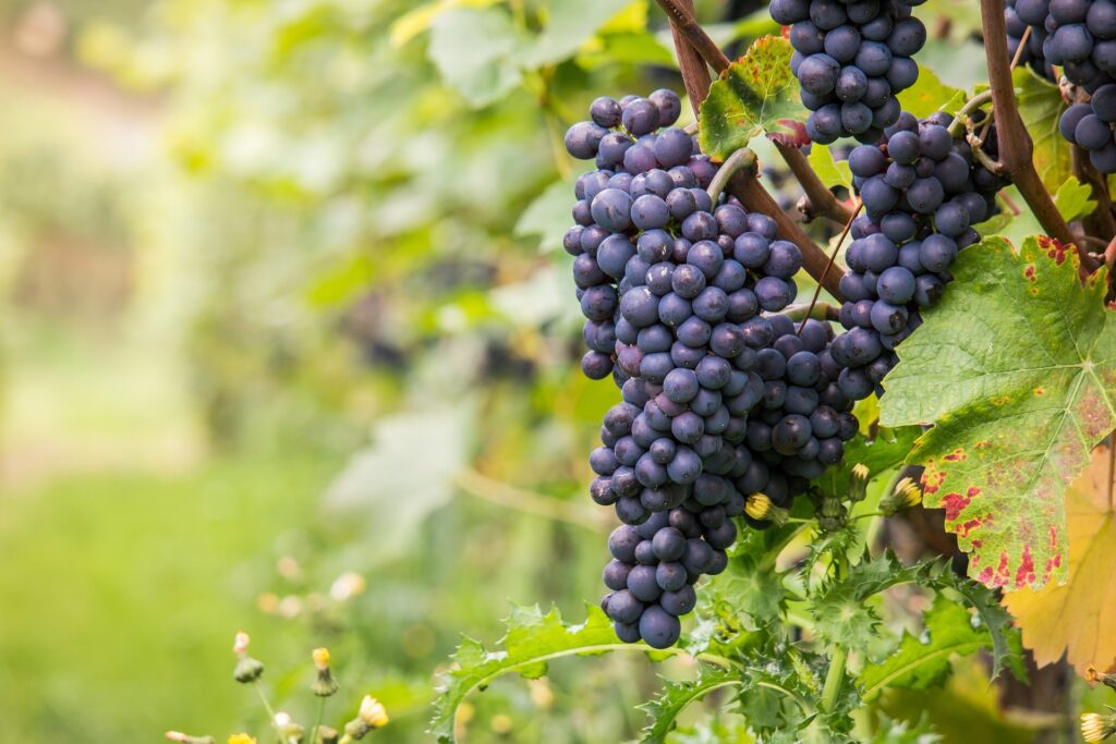 Les vins d'Espagne